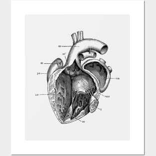 Internal Human Heart Diagram - Anatomy Poster Posters and Art